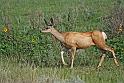 165 theodore roosevelt national park zuid, hert